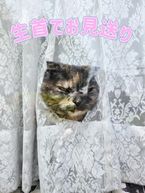 にゃんこお見送りスタイル