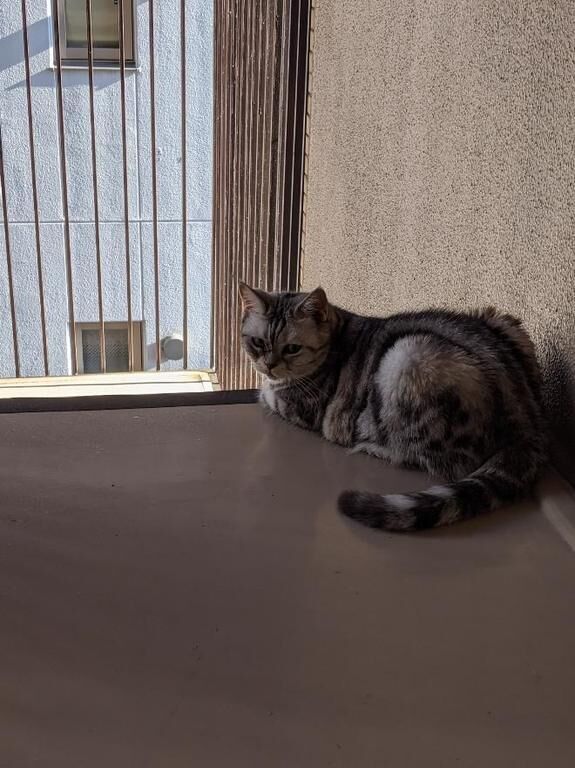 改悪