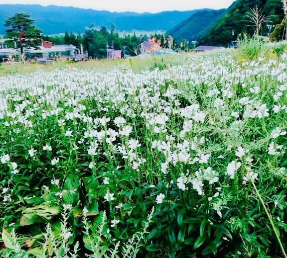 明日から&#9825;
