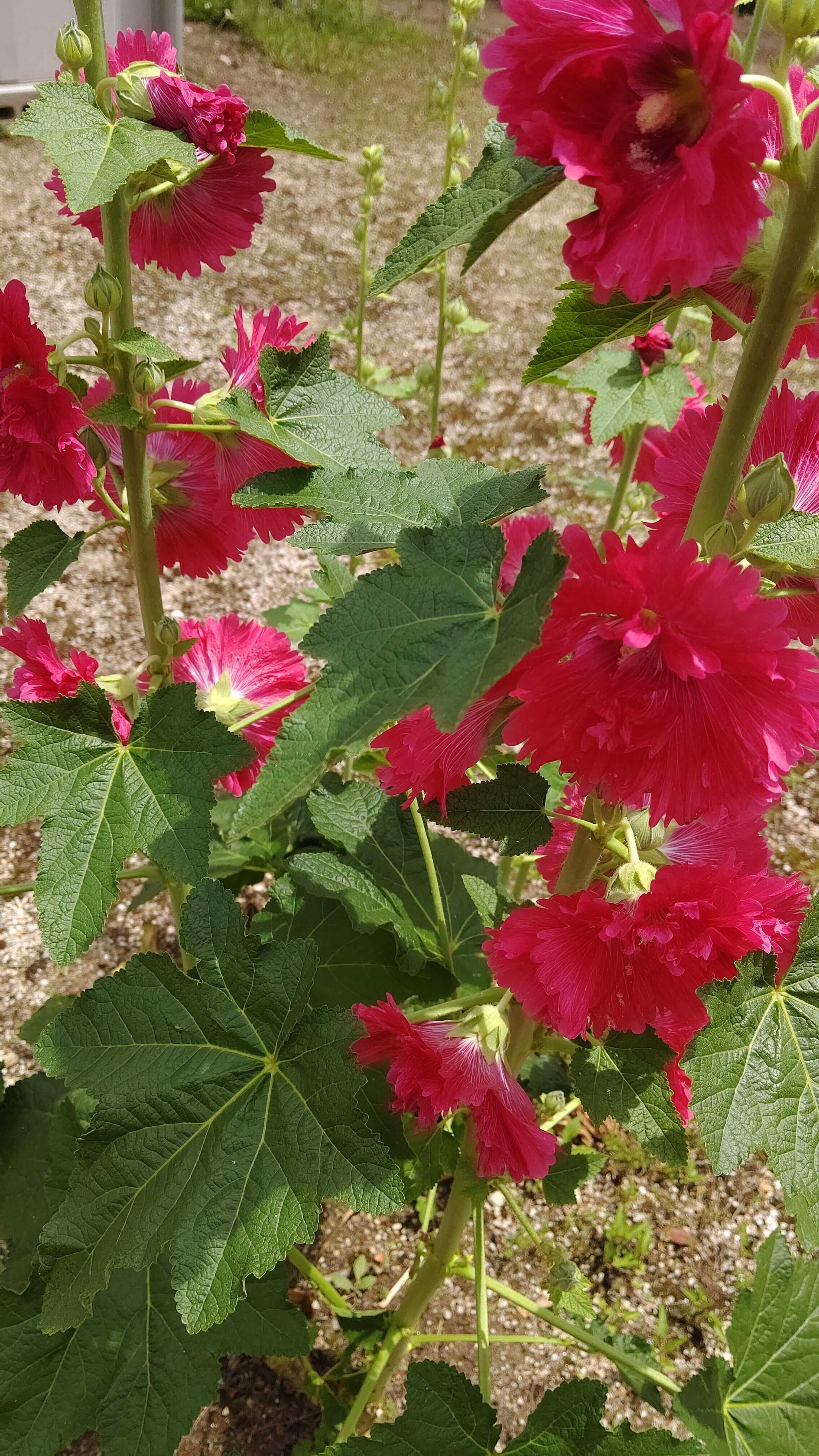 今日もよろしくおねがいします