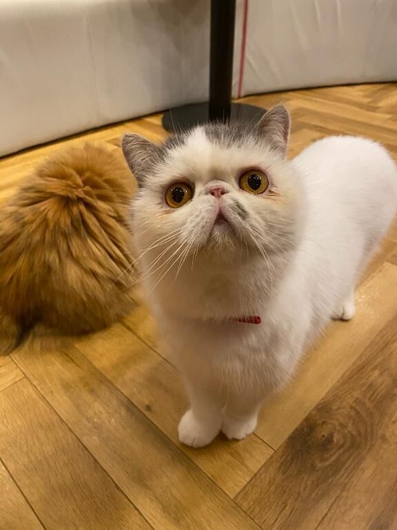 にゃん