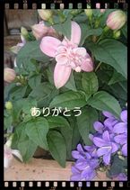 お礼