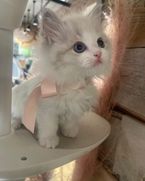 出勤❣️早い者勝ちあり梁