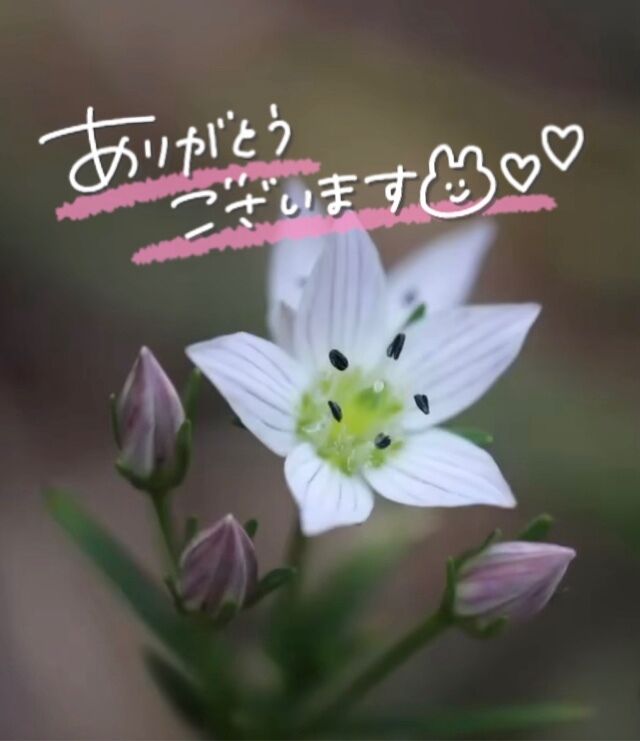 お礼デス