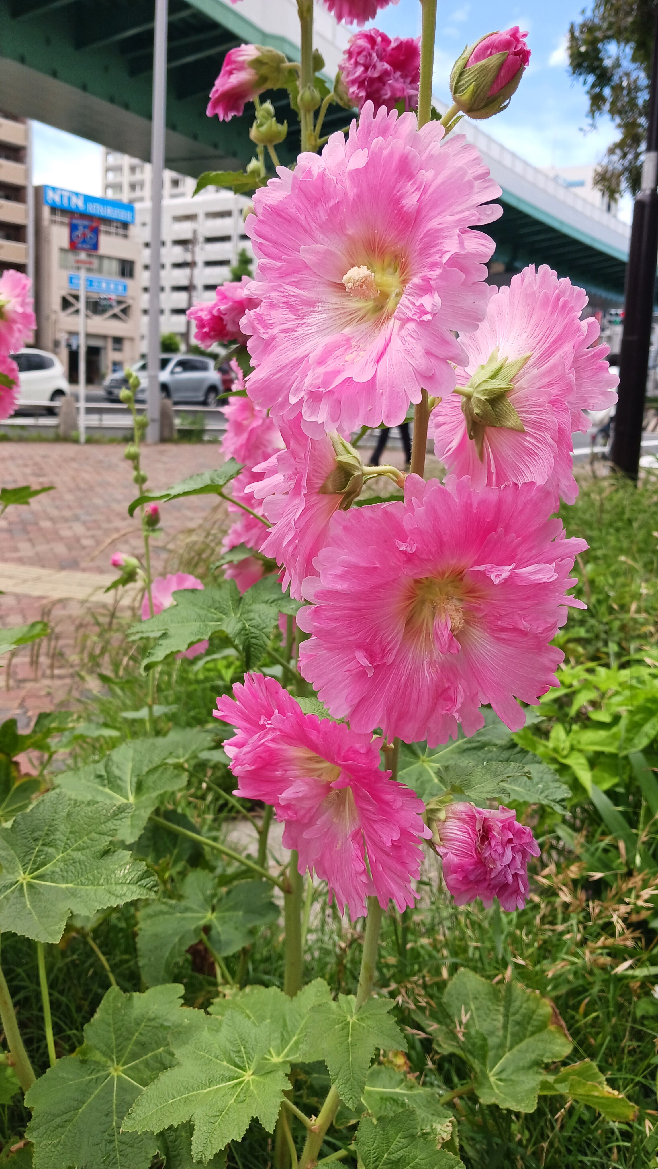 出勤してます(｡-人-｡)