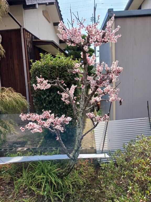 浜松じゃないおやすみ