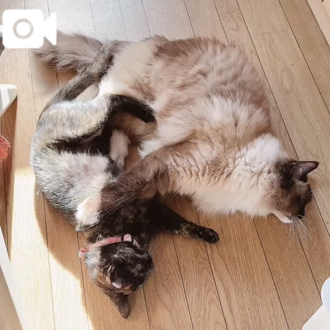 癒し&#9825;(* ´  ` *)&#5149;