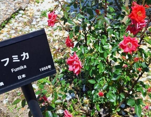 5月のお礼