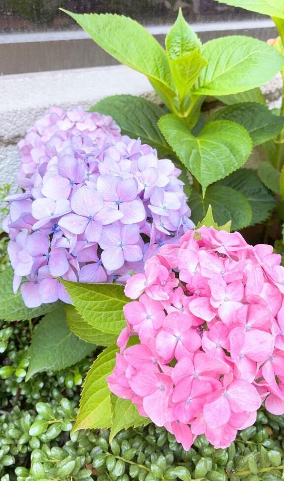 &#9825;&#9825;6月出勤予定&#9825;&#9825;