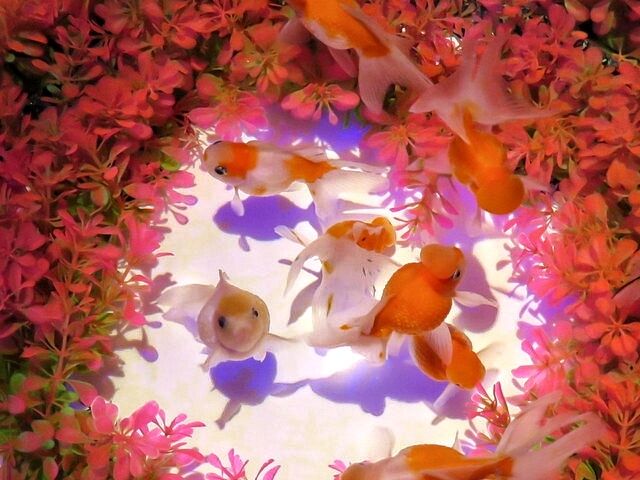 新世界（≧∀≦）