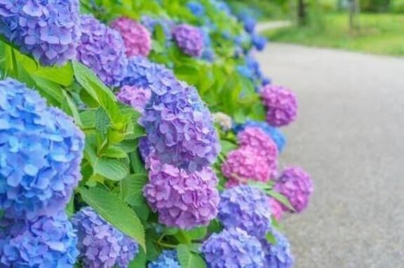 &#128035;５月→６月&#128012;&#9748;&#65039;