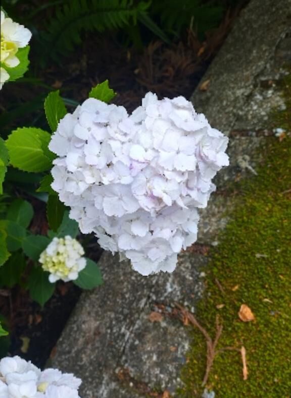 6月