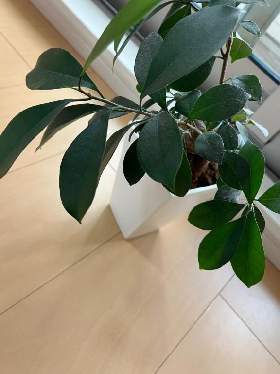 ご存知の方、、
