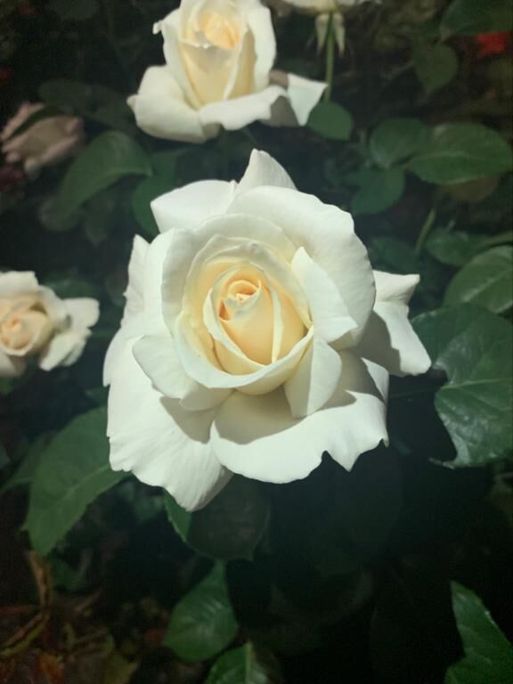♡