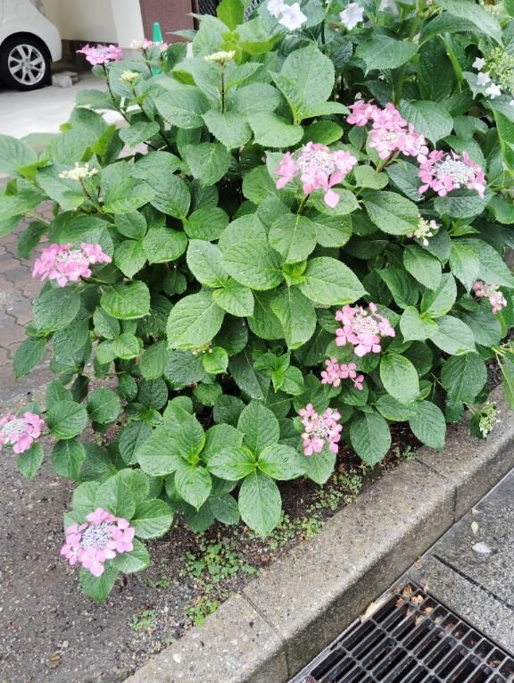 おはようございます