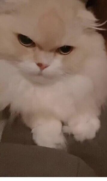 ゴロゴロにゃんっ&#128008;&zwj;&#11035;