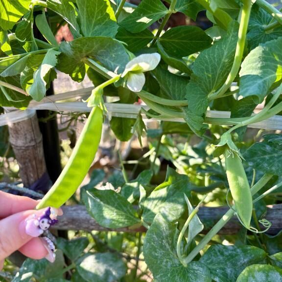 収穫&#127813;