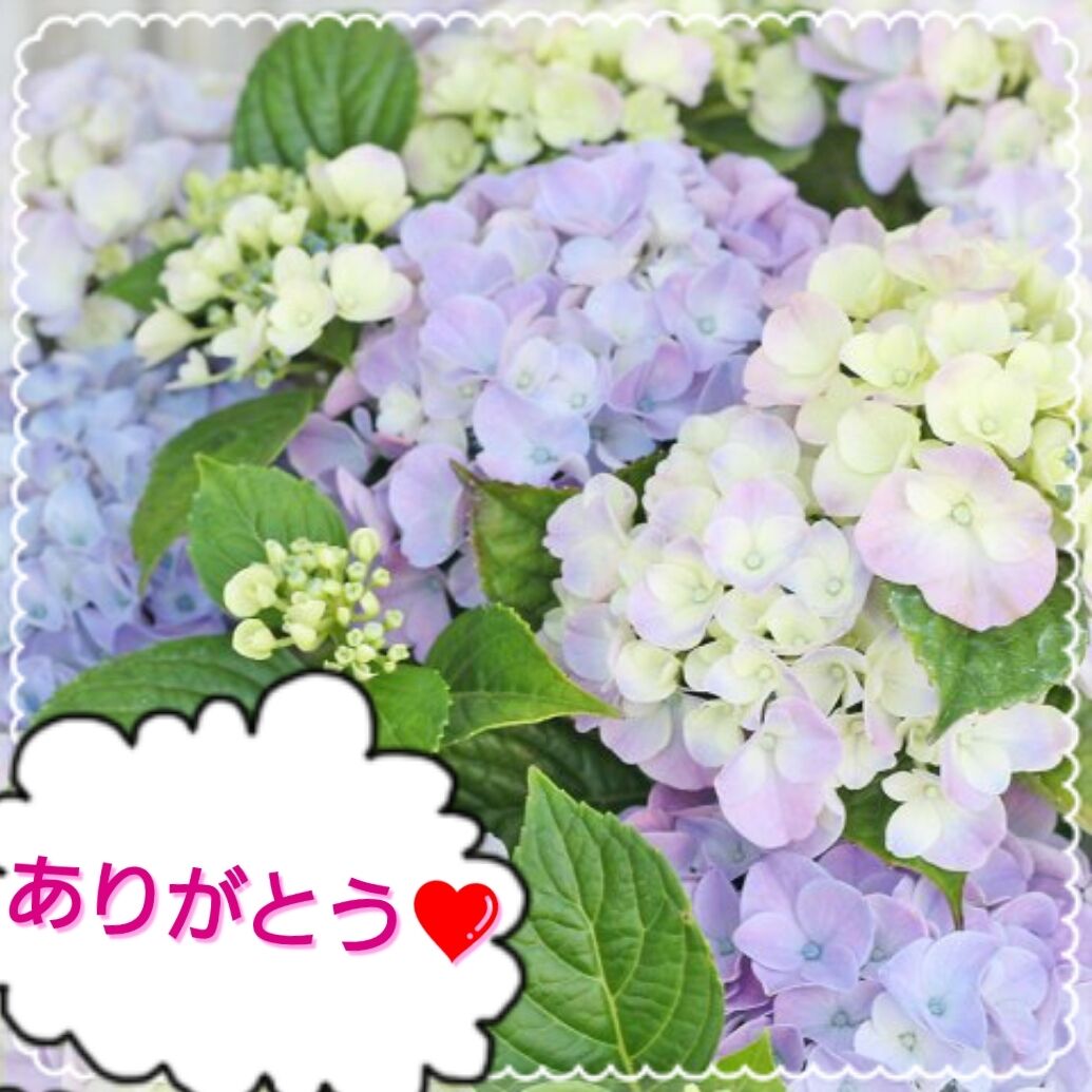 ★Thank you(&#8288;人&#8288;*&#8288;´&#8288;∀&#8288;｀&#8288;)&#8288;｡&#8288;*ﾟ&#8288;+★