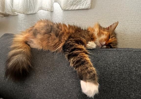 お休みいただいてました