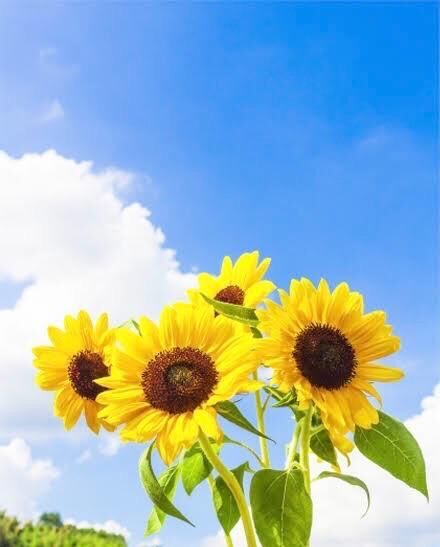 ひまわりの絵、とーっても素敵で好きですよ&#x301C;&#127804;