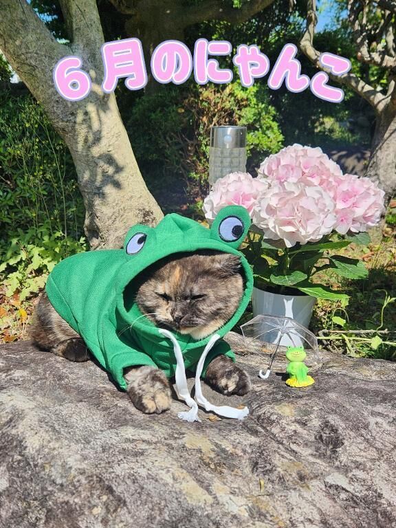 ６月&#128056;