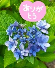 ありがとうございました
