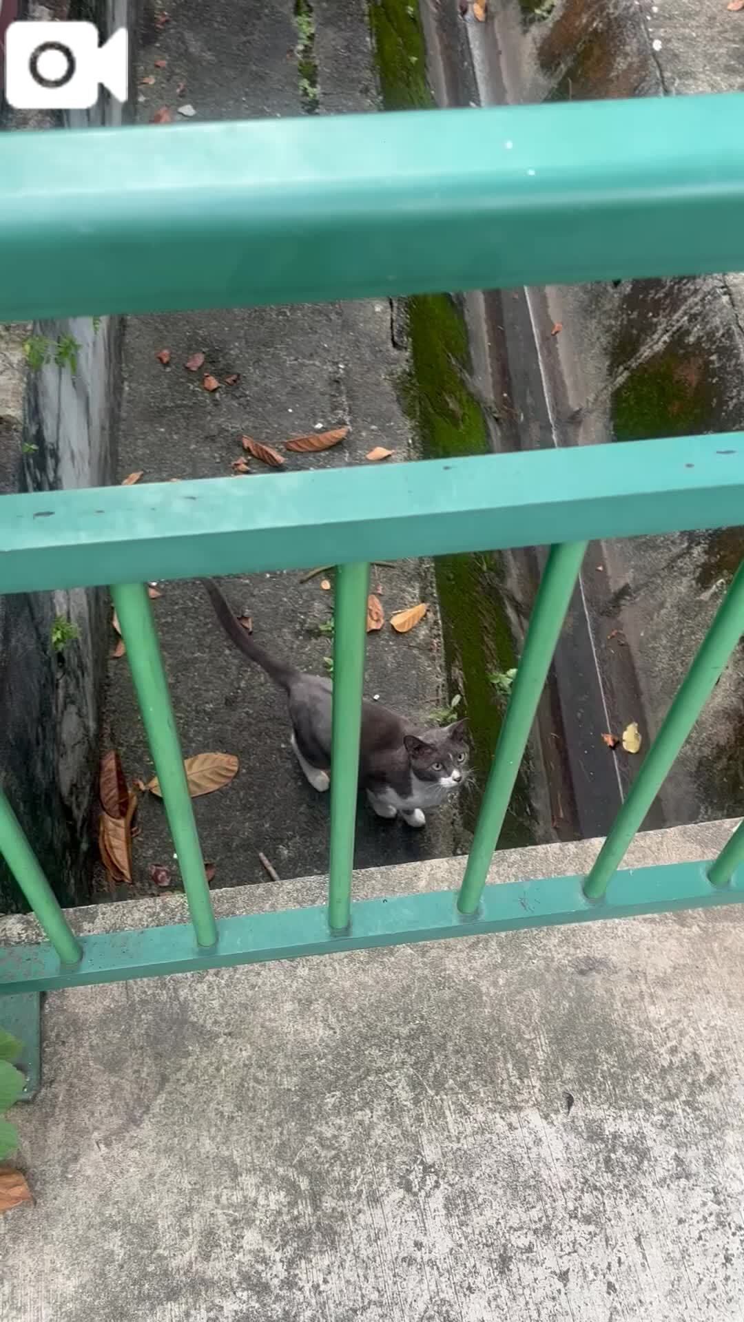 にゃんにゃん