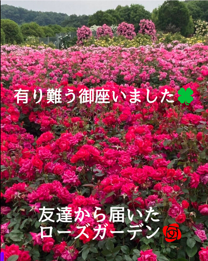 感謝です ＼(^o^)／