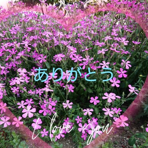 ありがとう