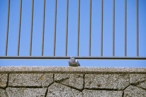 動物に例えるとしたら...？
