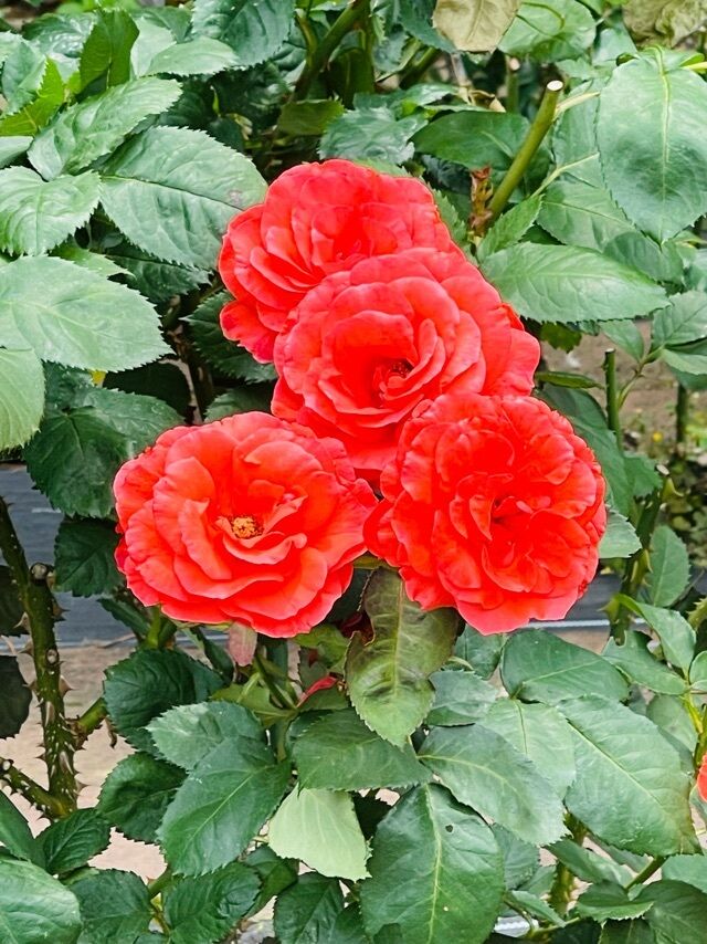 今ね&#9825;
