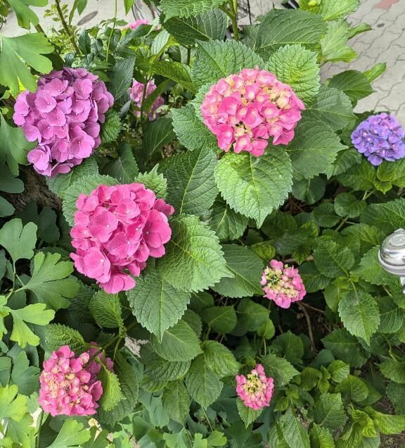 紫陽花