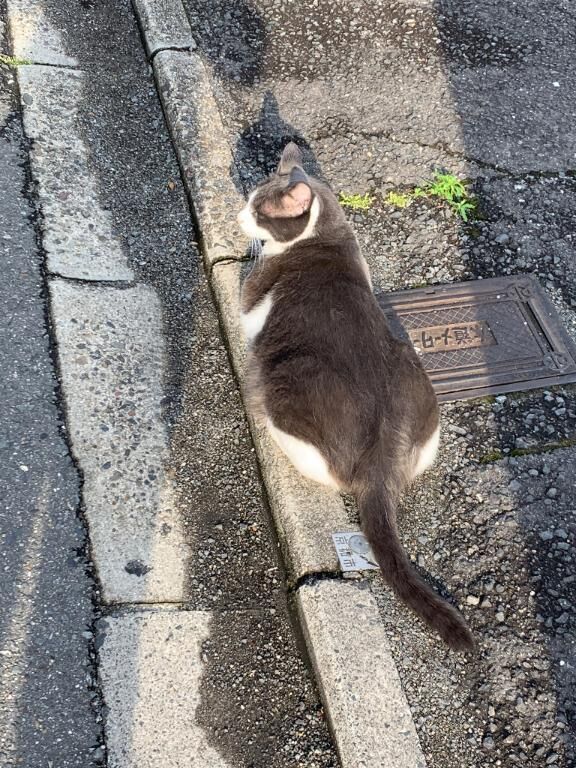 癒し&#128008;