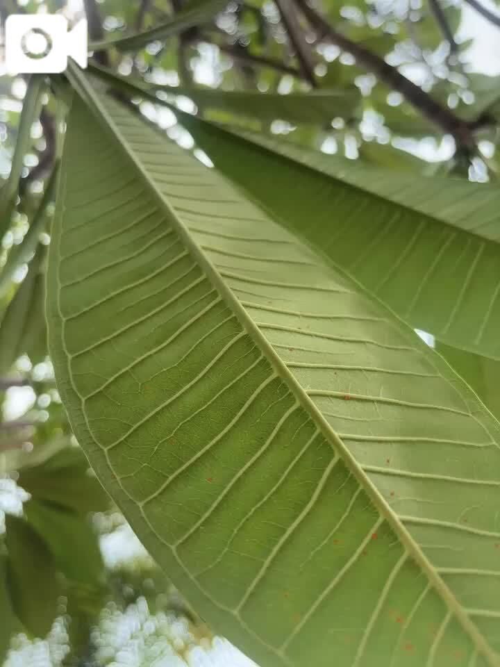 ぼー