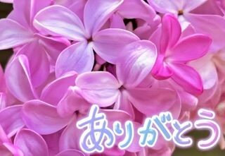 再会のY様にお礼です♪