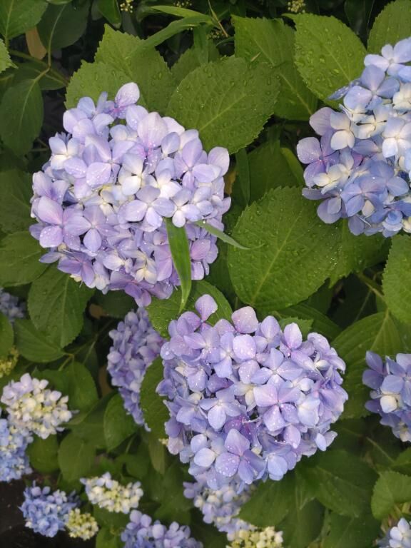 恥ずかしい