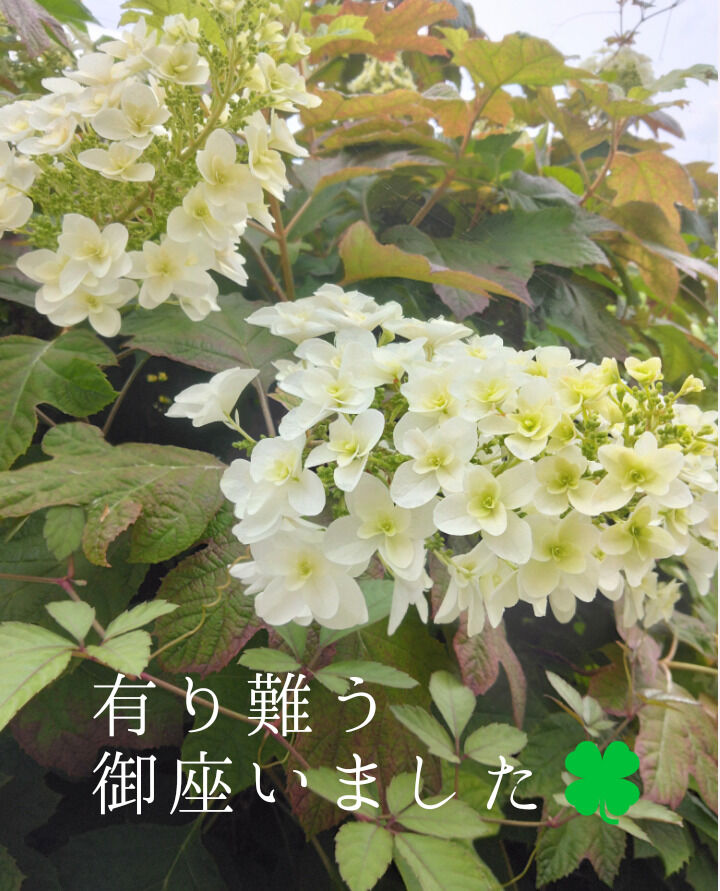 音楽ロック＼(^o^)／