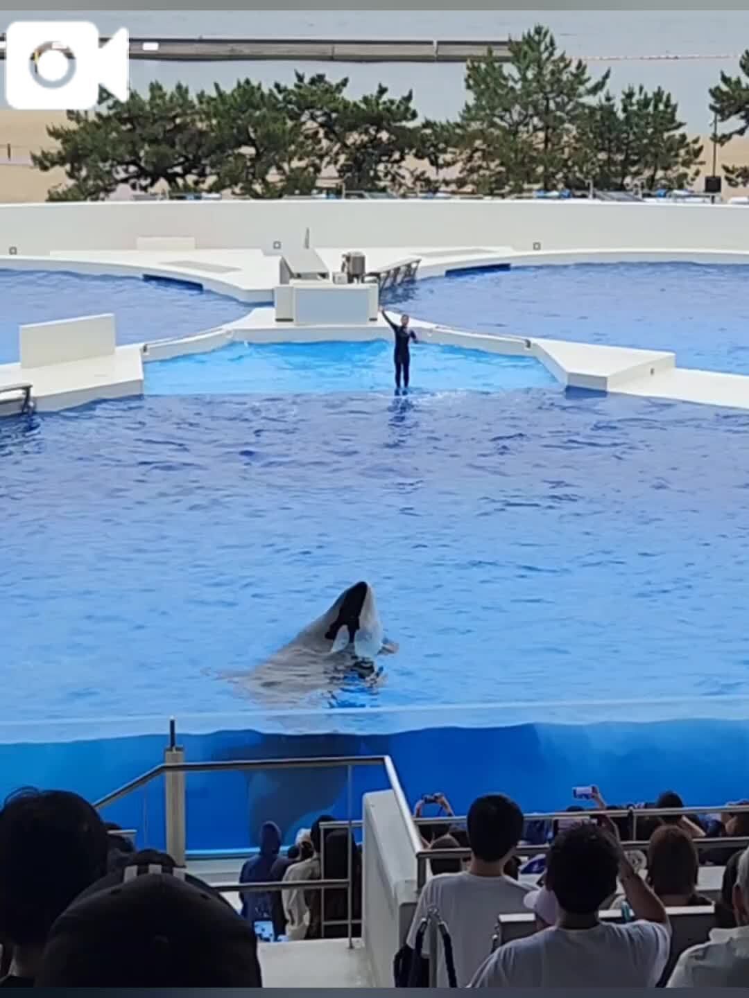 シャチさん麗