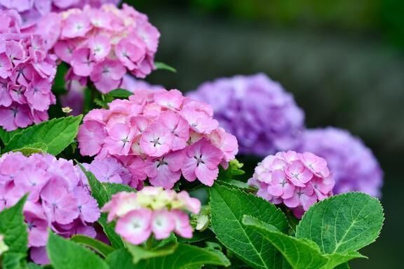 梅雨のテンションのアゲ方