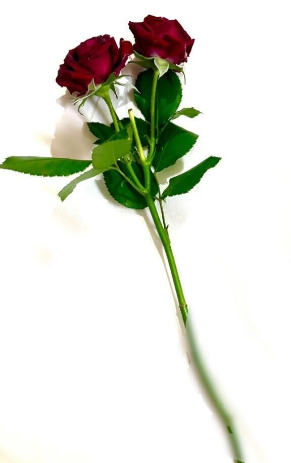 ある赤薔薇の完遂^_^