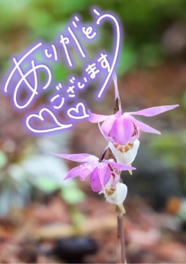 お礼デス