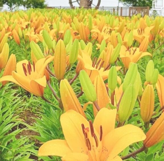 素敵なお花のお写真って、とても癒されますね&#129392;