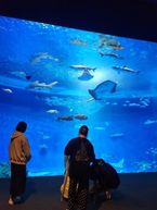 シーワールド色々