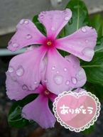 ありがとうございました