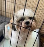 わくわく來