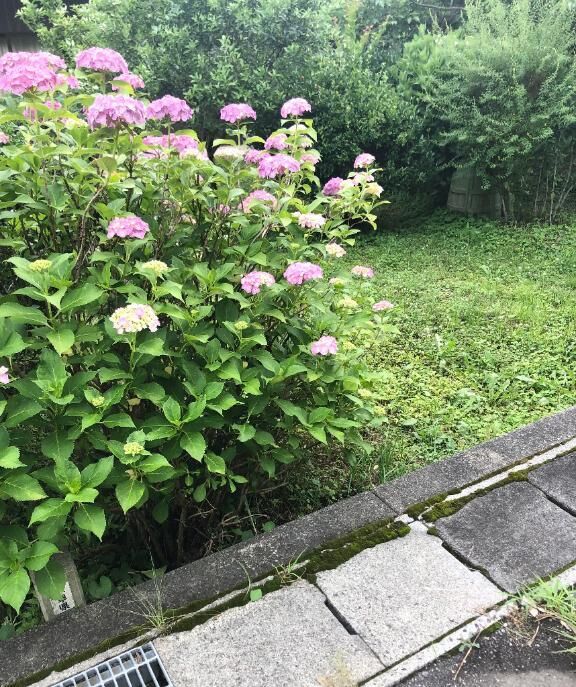 あじさいが咲く季節がやってきたんですね&#129767;
