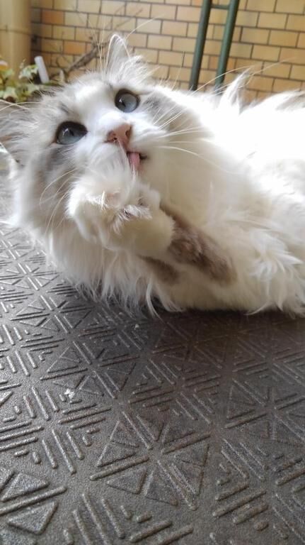 踊っちゃうとか