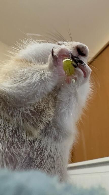 下からみたカルビ