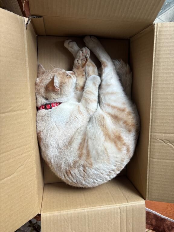 おはよう