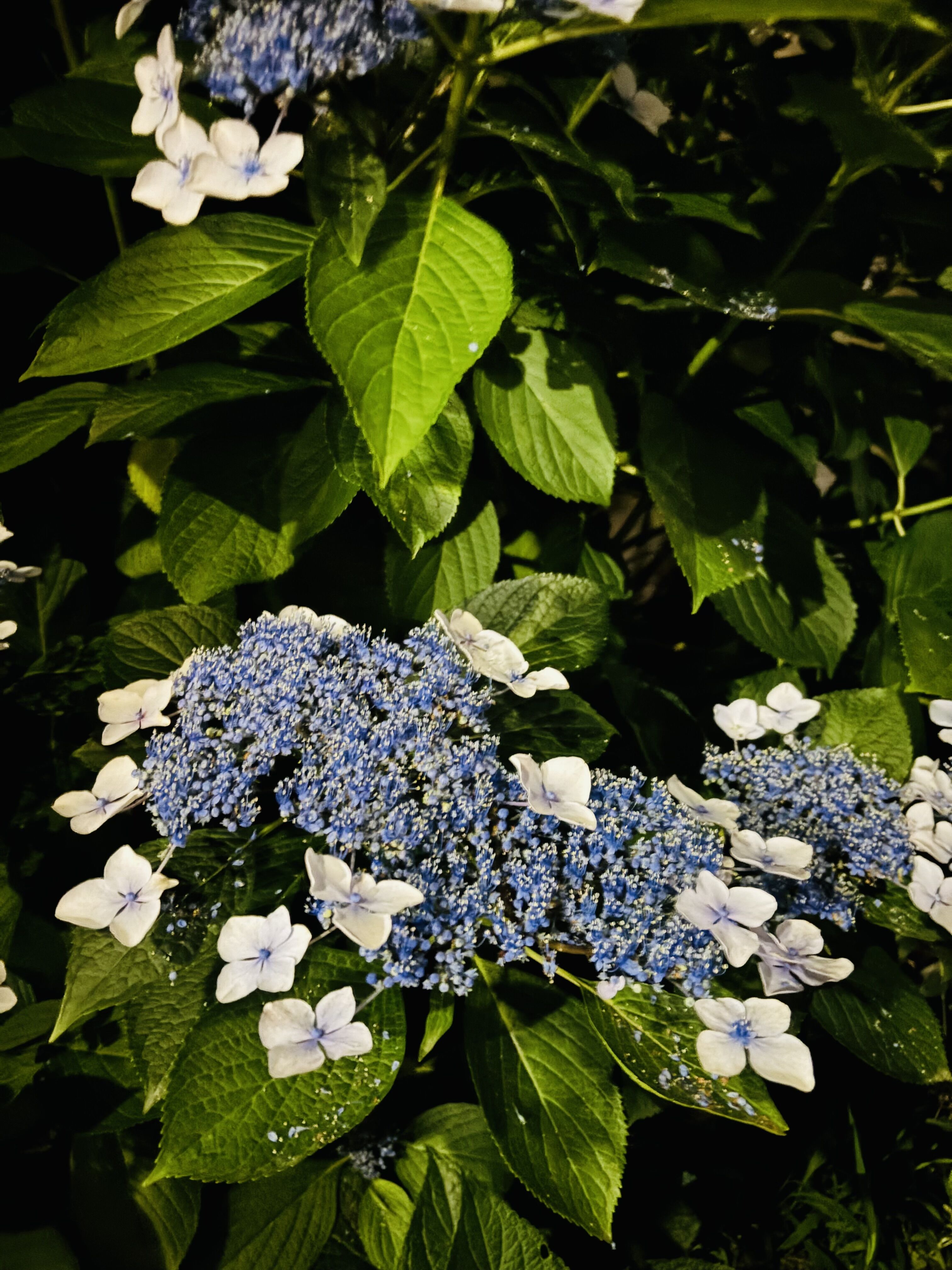 お礼&#9993;&#65039;珍しいお花&#128144;